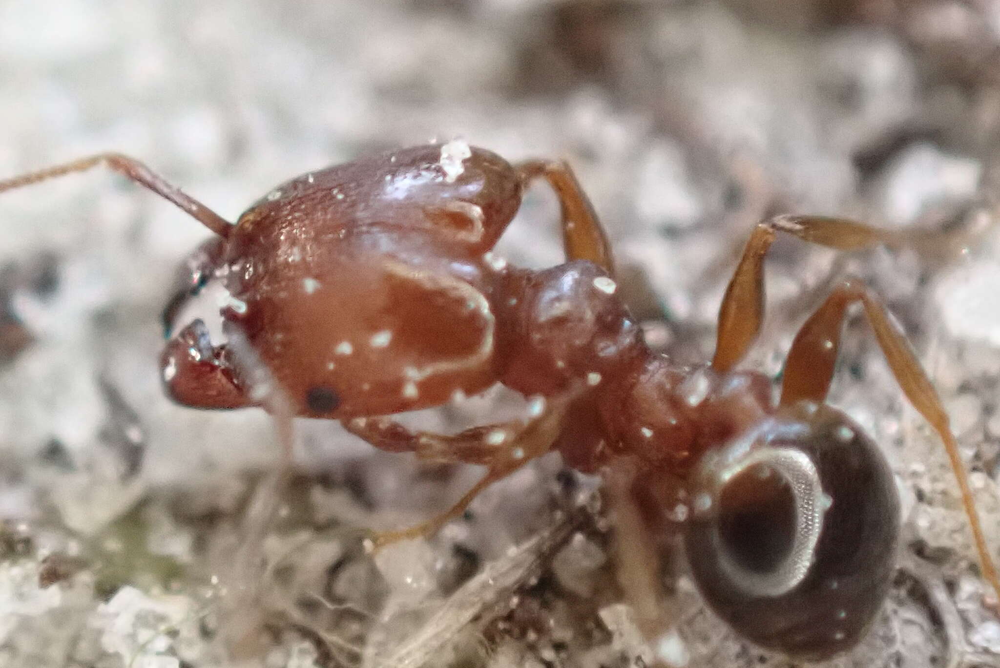 Pheidole crassicornis Emery 1895 resmi