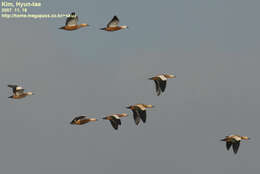 Image of Ruddy Shelduck