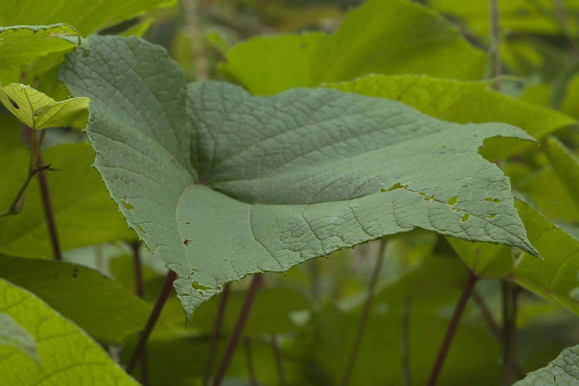 Plancia ëd Vitis coignetiae Pulliat ex Planchon