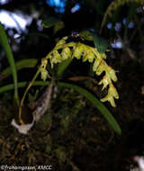 Image of Bulbophyllum zaratananae Schltr.
