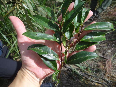 Image of Ilex lonicerifolia var. matsudai (Yamam.) Yamam.