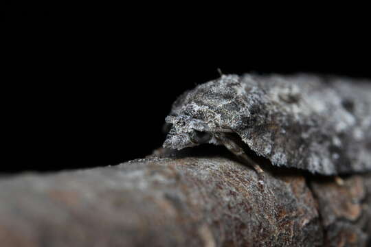 Image of Acleris caliginosana Walker 1863