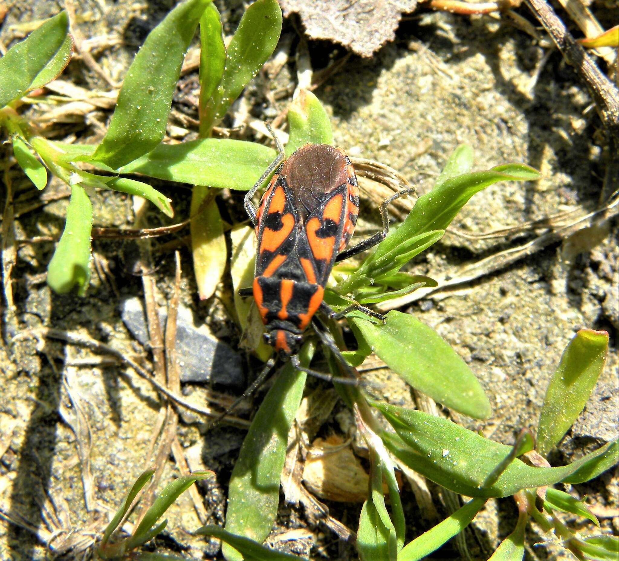 Image of Spilostethus saxatilis (Scopoli 1763)