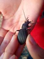 Carabus (Megodontus) septemcarinatus Motschulsky 1840 resmi