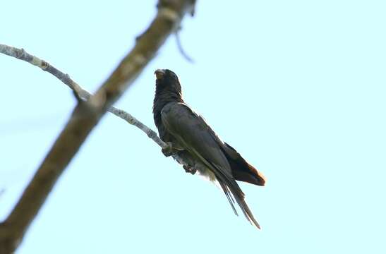 Image of Black Parrot