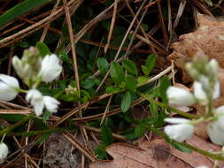 Image of Chalk milkwort