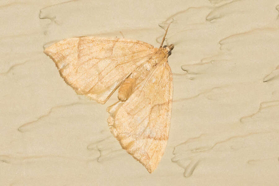 Image of Barred Yellow