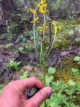 Image of Small Black-Tip Ragwort