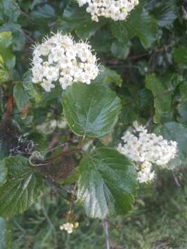 Image of common viburnum