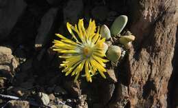 Image of living stone succulent