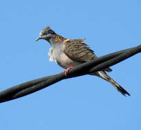 Image of Bar-shouldered Dove