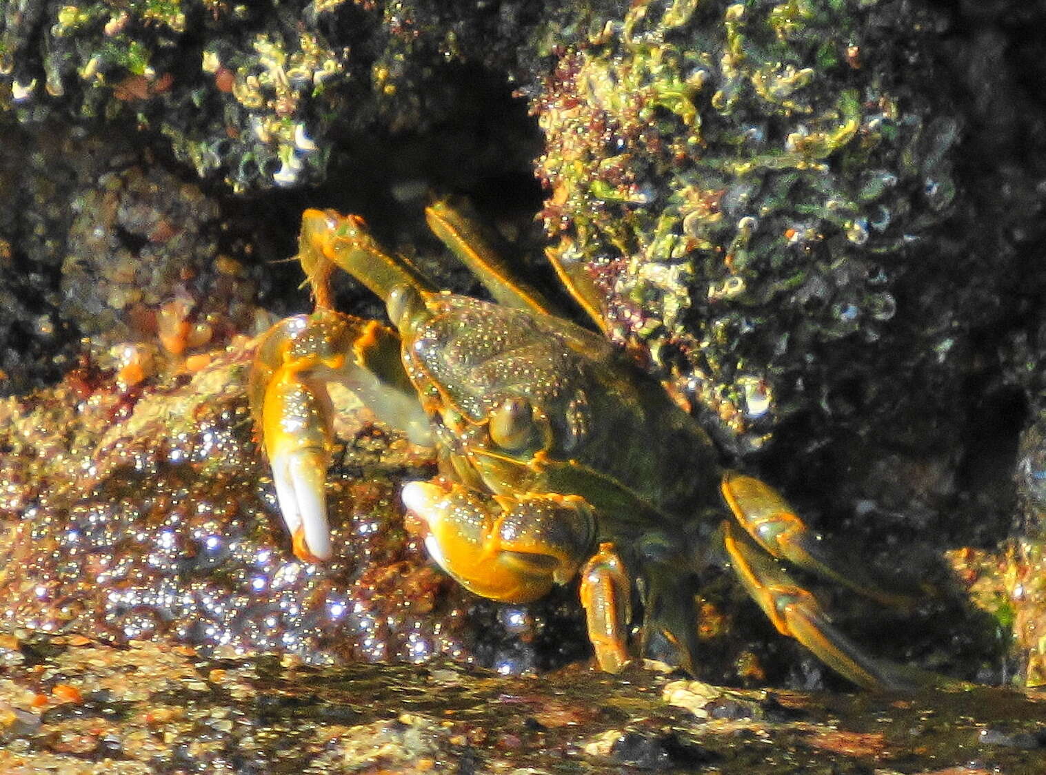 Image of Grapsus fourmanoiri Crosnier 1965