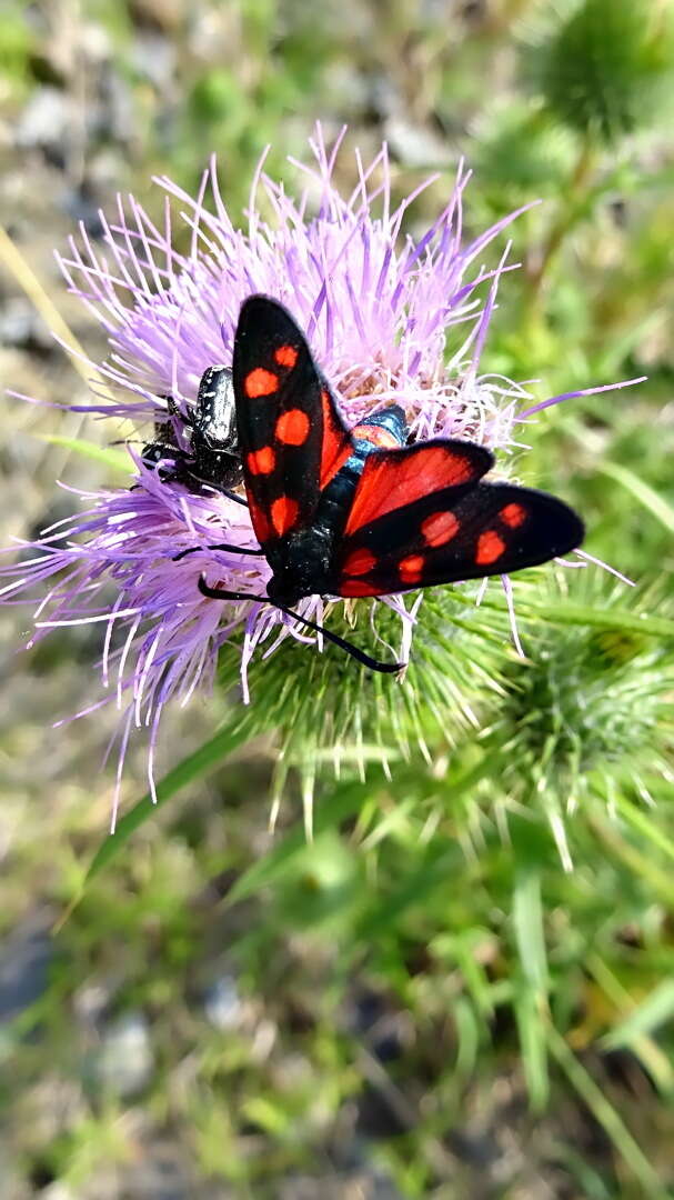 Imagem de Zygaena ephialtes Linnaeus 1767