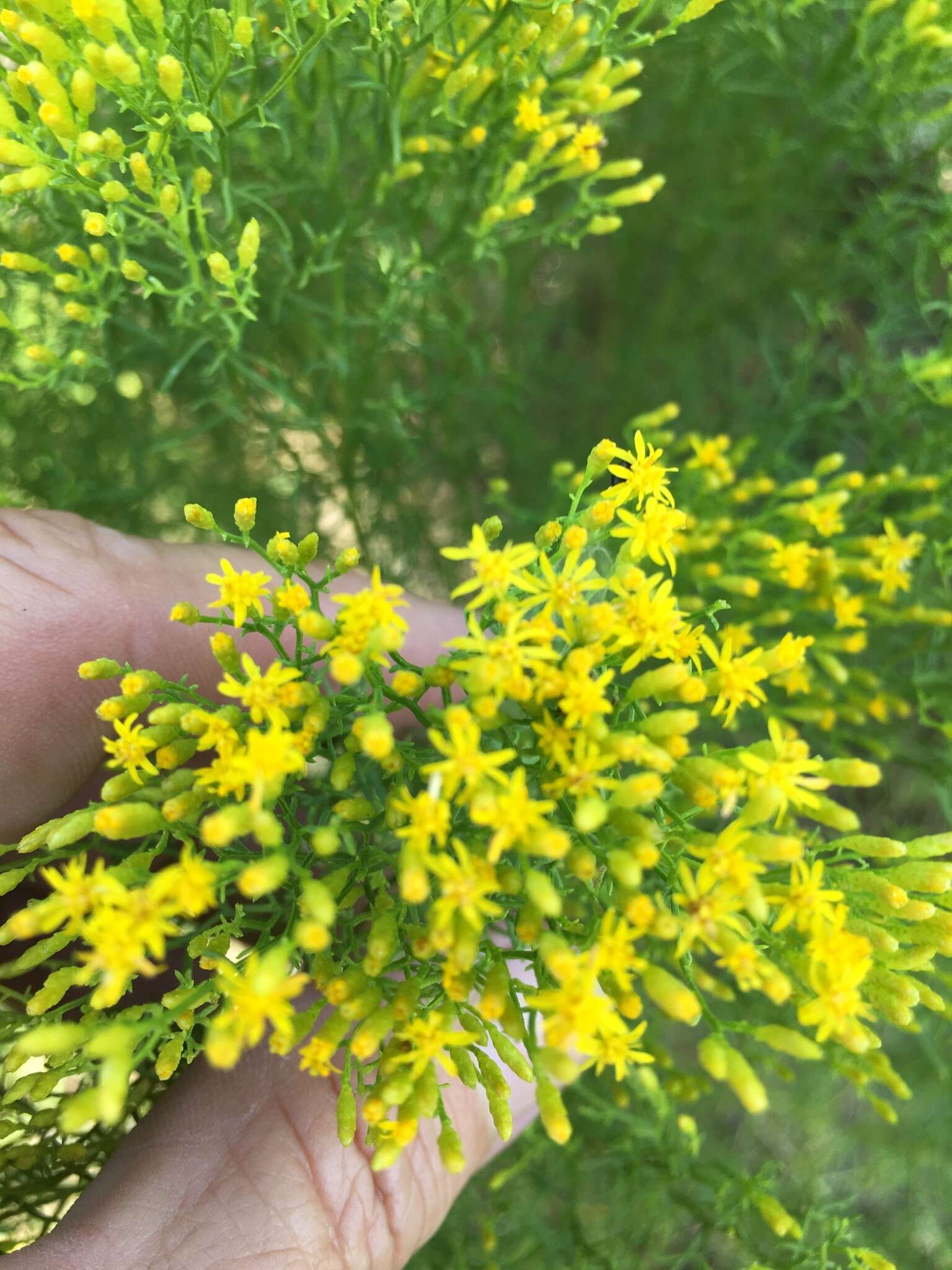 Image of Slender Goldentop