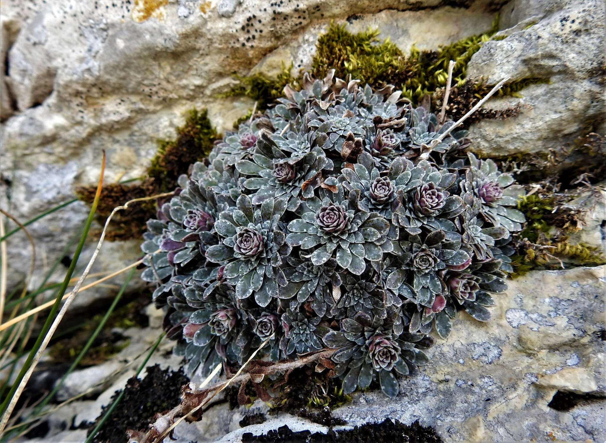 Sivun Saxifraga porophylla Bertol. kuva