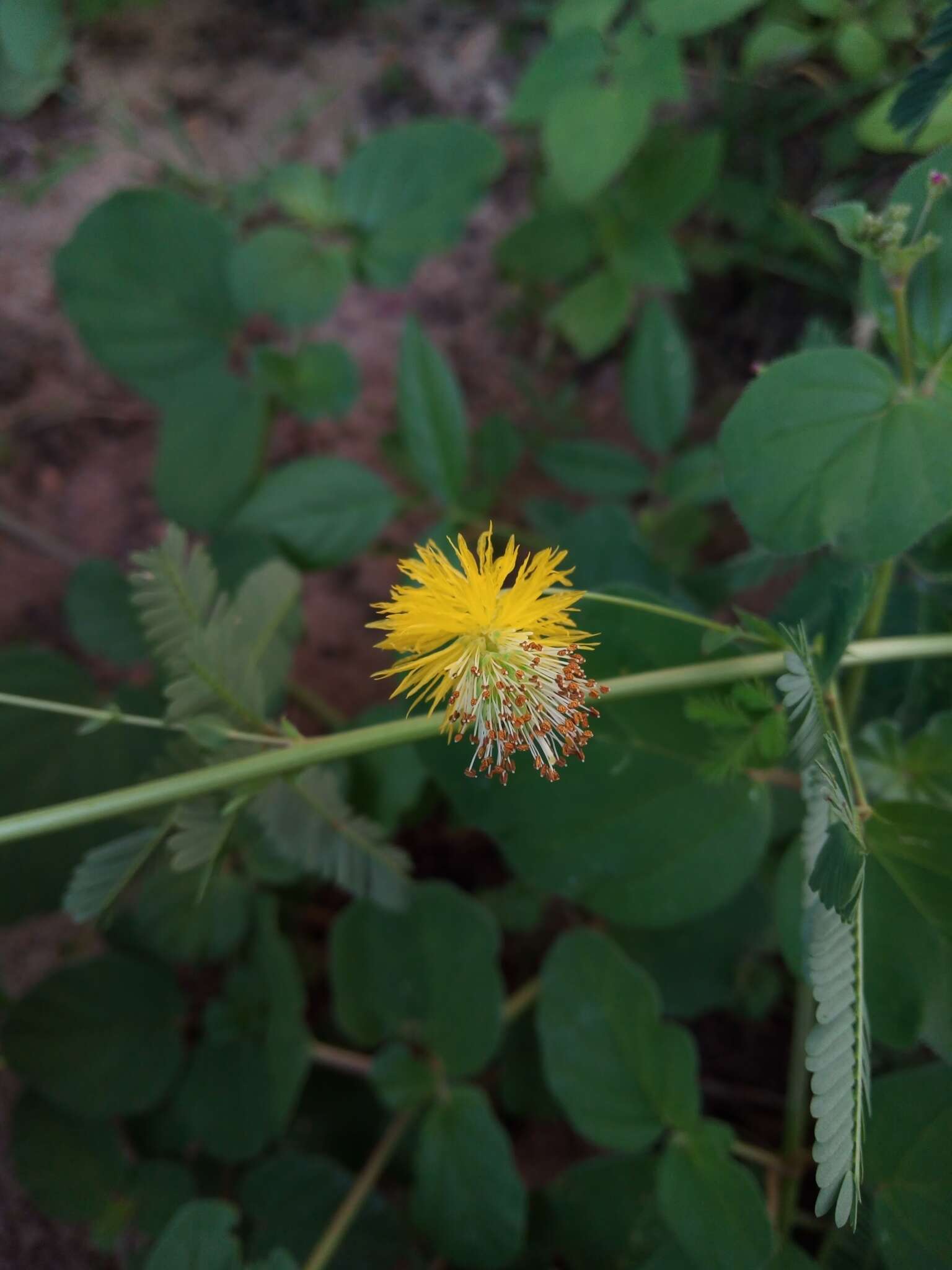 Слика од Neptunia plena (L.) Benth.