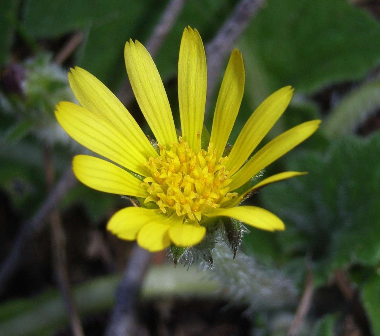 Plancia ëd Cymbonotus preissianus Steetz