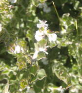 Image of Amphithalea micrantha (E. Mey.) Walp.