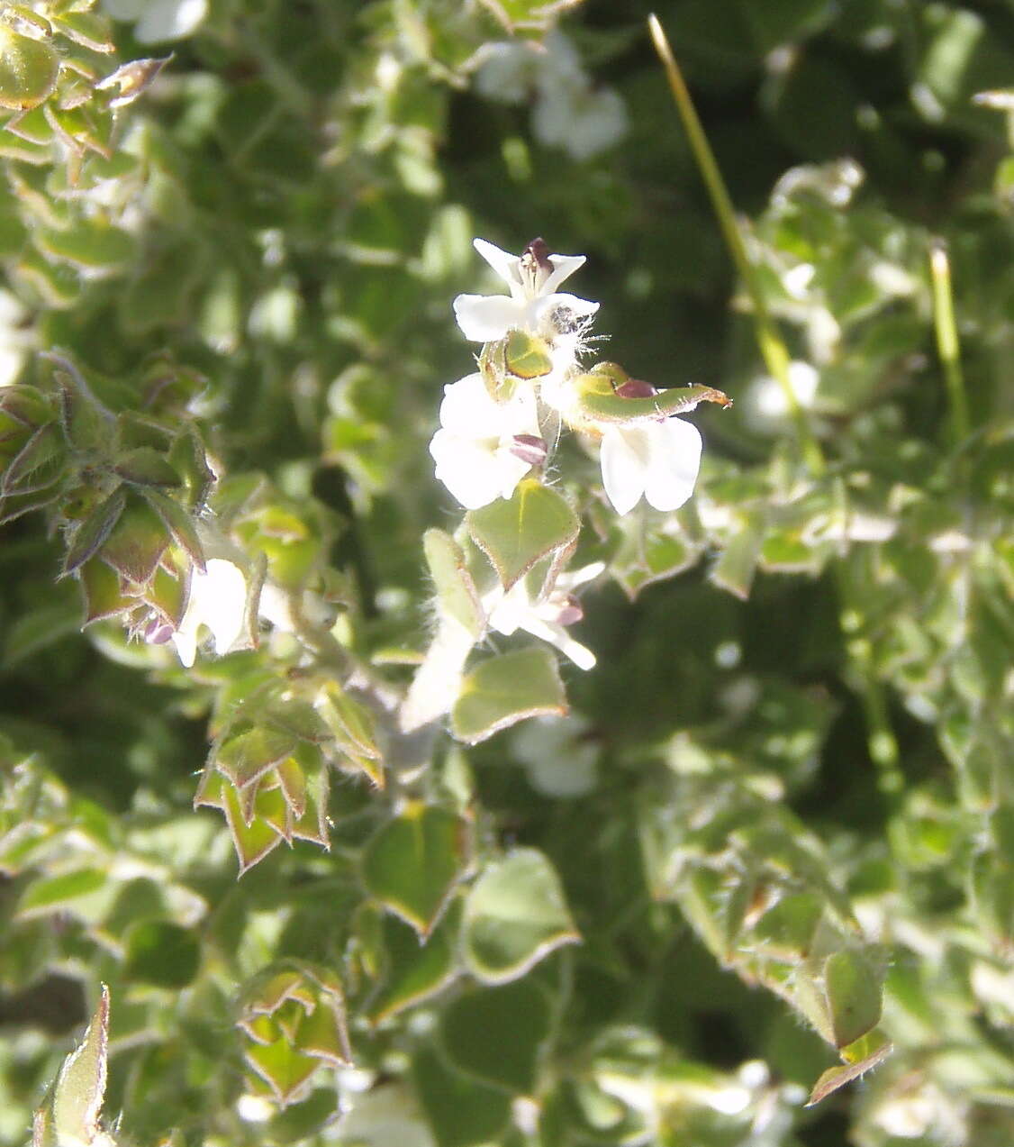 Image of Amphithalea micrantha (E. Mey.) Walp.