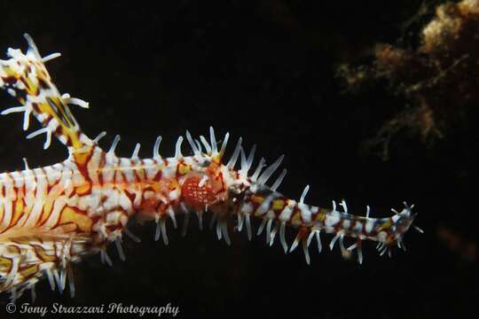 Image of Ornate ghost pipefish