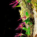 Image of Bulbophyllum nipondhii Seidenf.