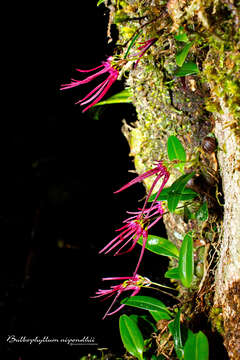 Image of Bulbophyllum nipondhii Seidenf.