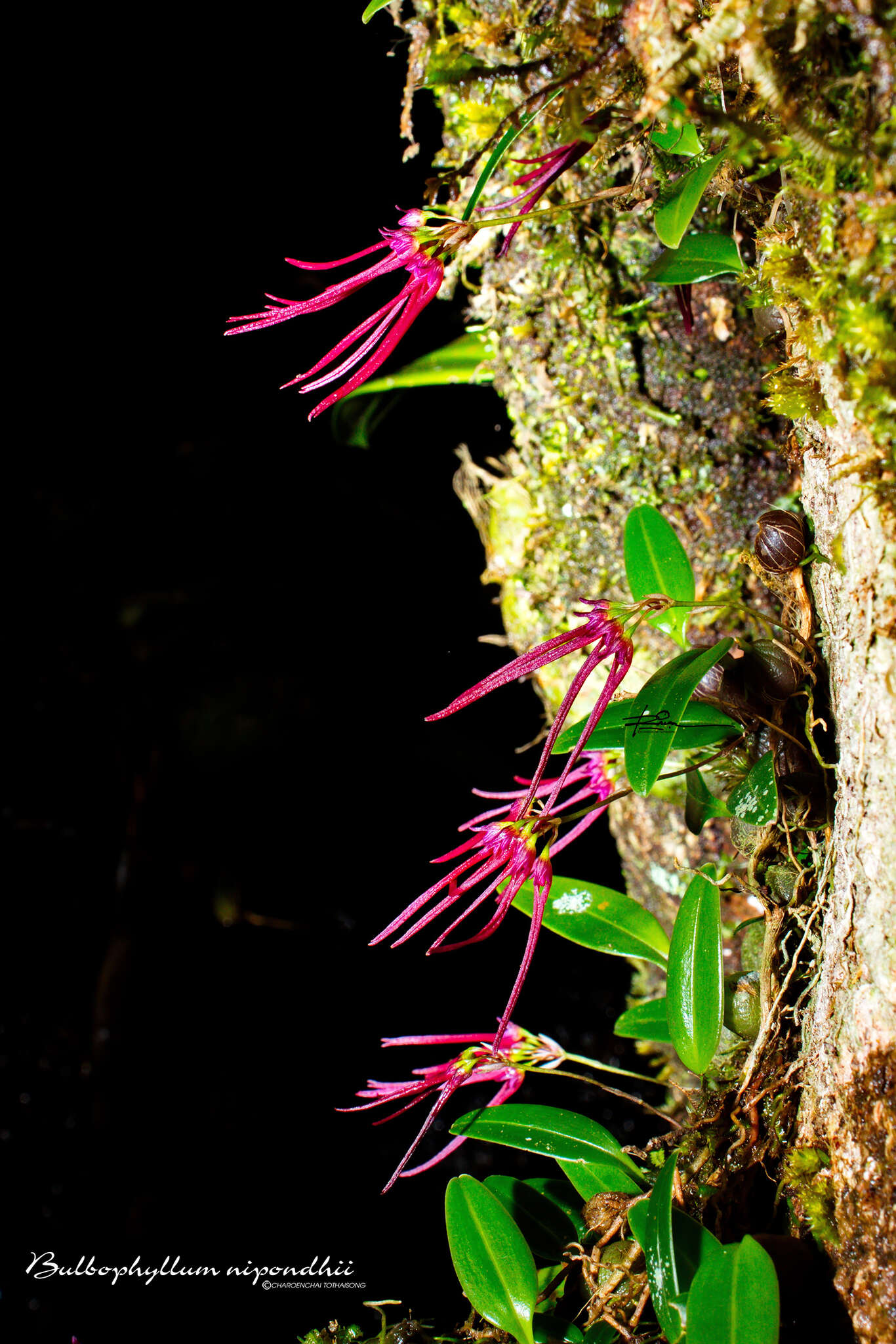 Image of Bulbophyllum nipondhii Seidenf.