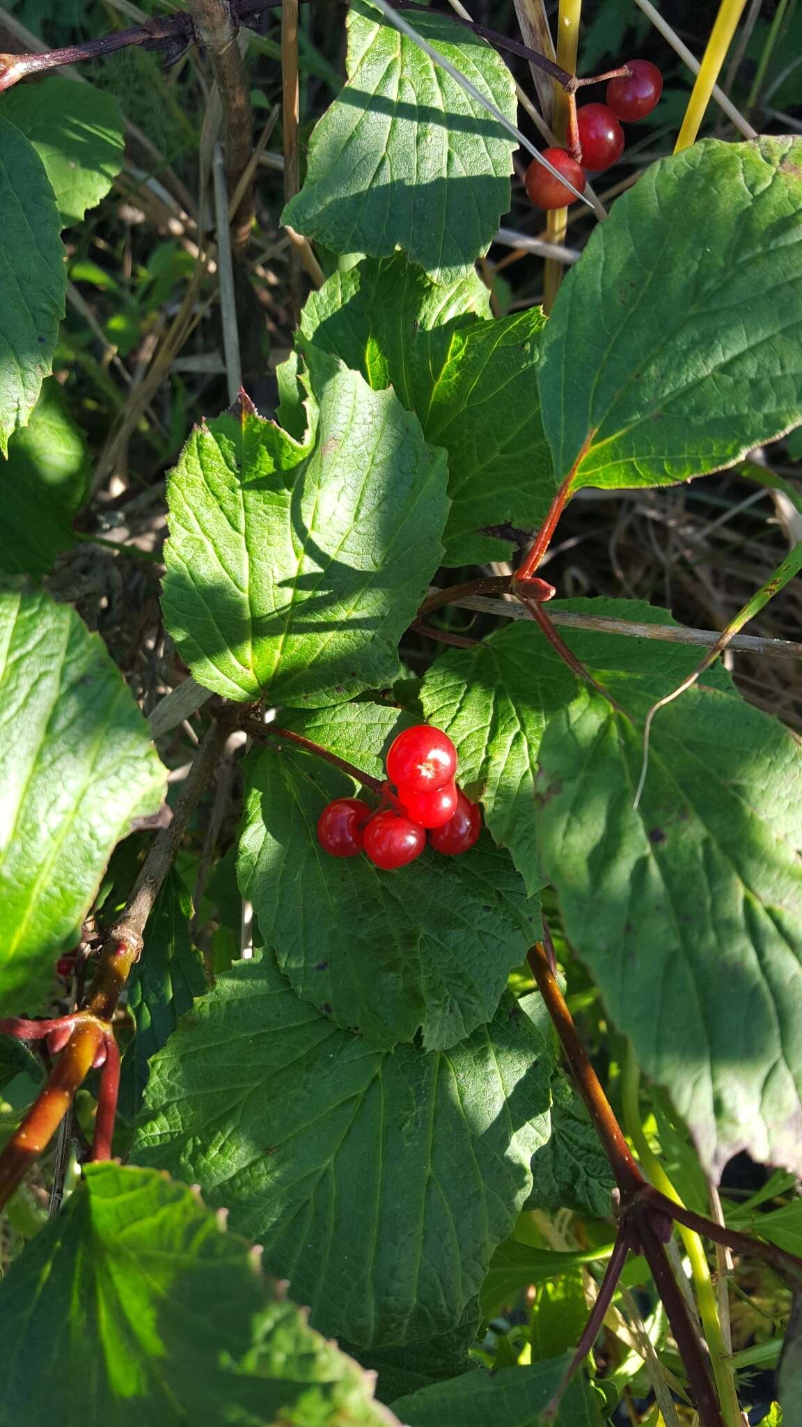 Imagem de Viburnum edule (Michx.) Raf.