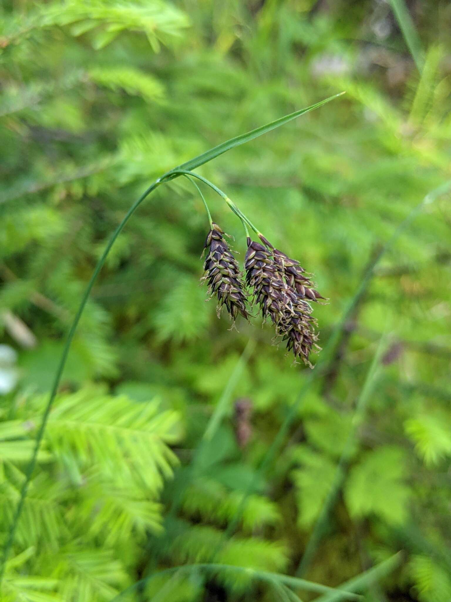 Image of scrabrous black sedge