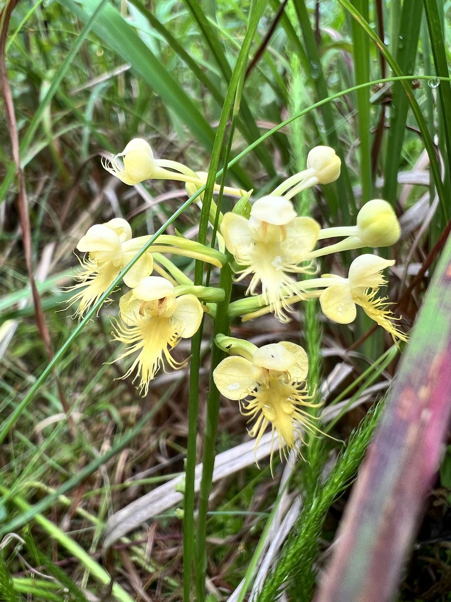 Imagem de Platanthera canbyi (Ames) Luer