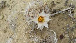 Image of Mammillaria hutchisoniana subsp. hutchisoniana