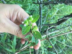 Plancia ëd Lantana grisebachii Stuck. ex Seckt