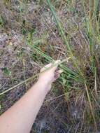 Image of Lopsided Indian Grass