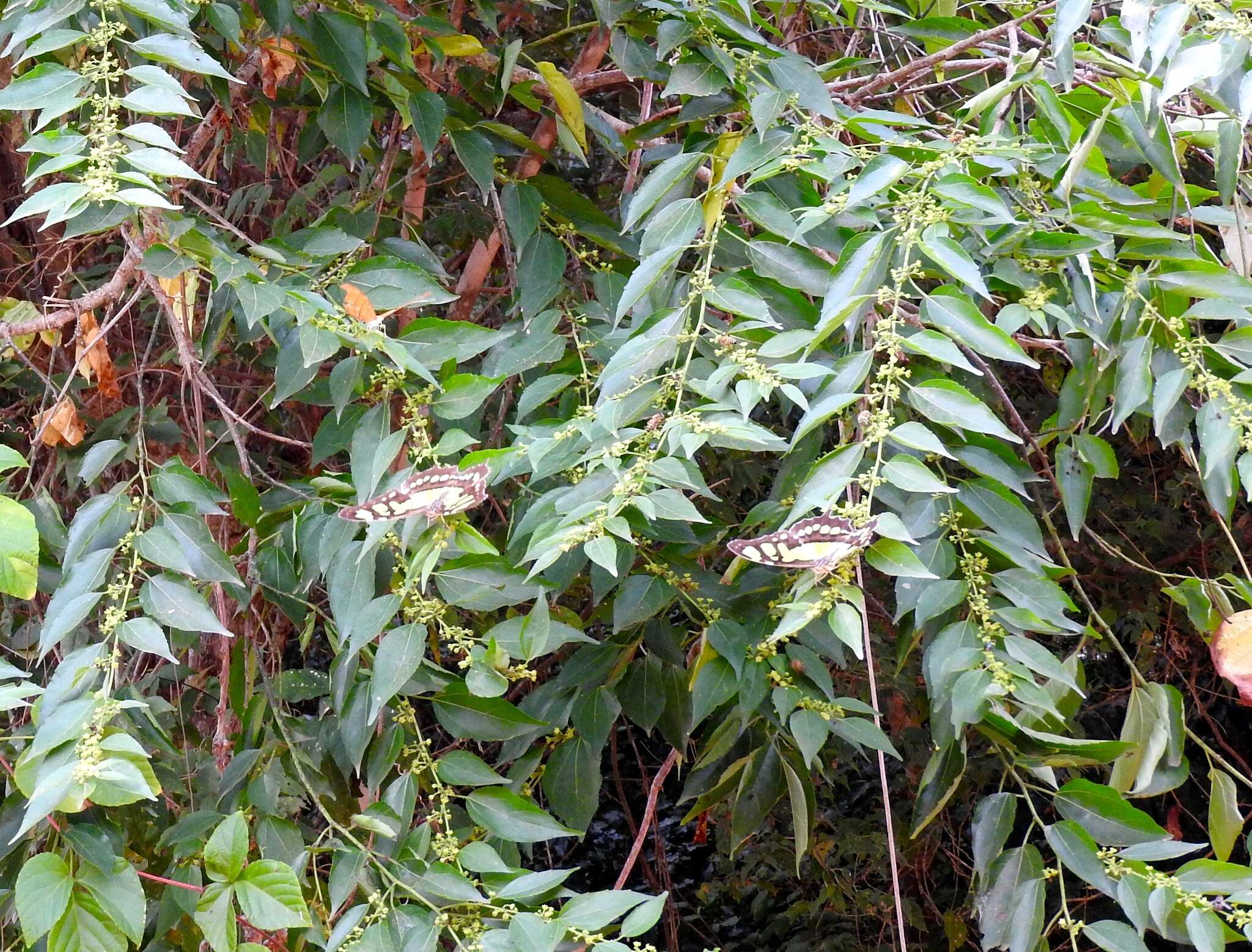 Image of Colubrina triflora Brongn.