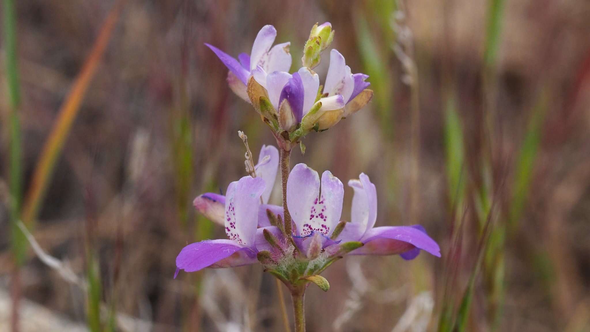 صورة Collinsia concolor Greene.