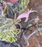 Imagem de Eremophila forrestii F. Muell.