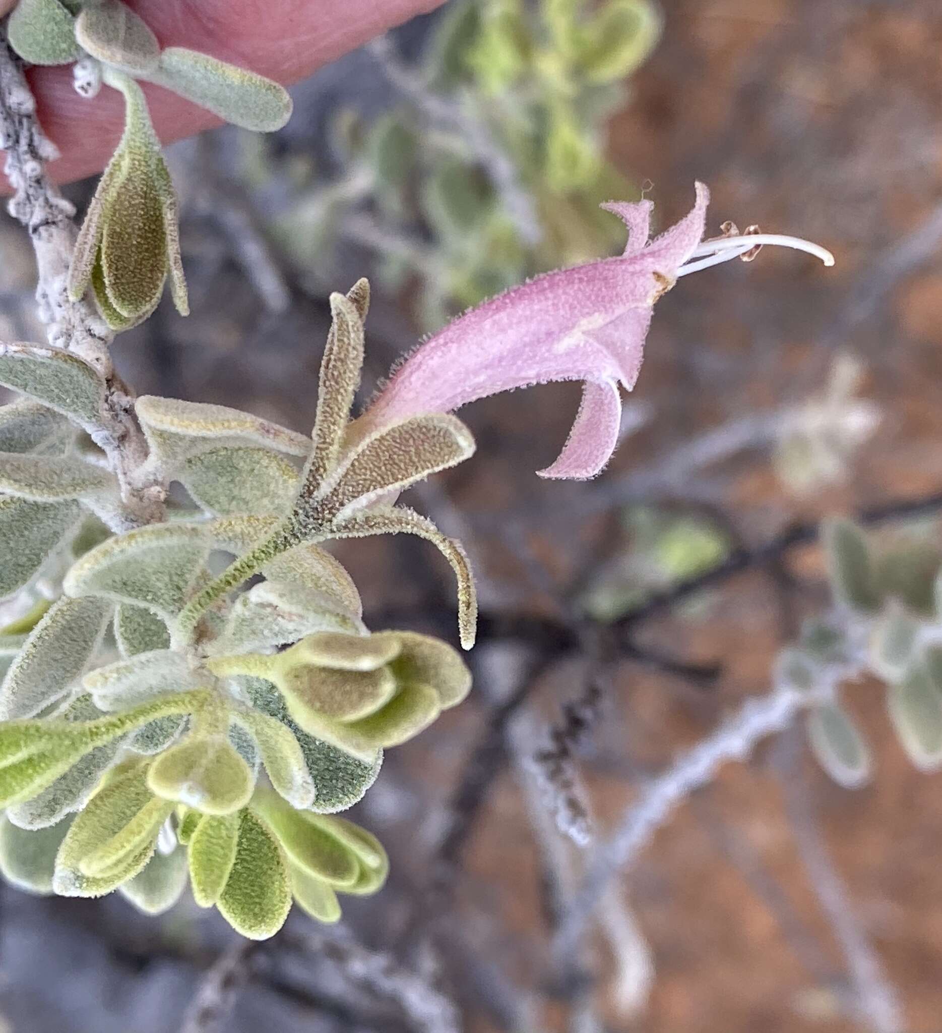 Image of Eremophila forrestii F. Muell.