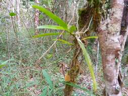 Plancia ëd Angraecum calceolus Thouars