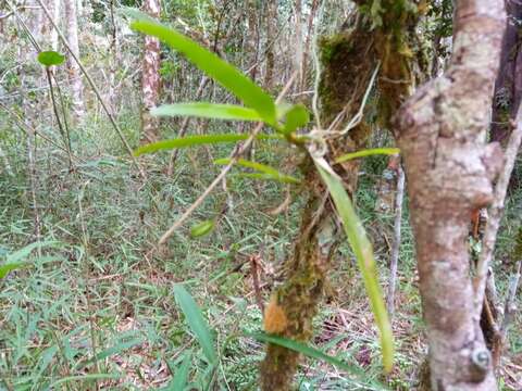 Plancia ëd Angraecum calceolus Thouars