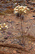 Image of Pelargonium luteolum N. E. Brown