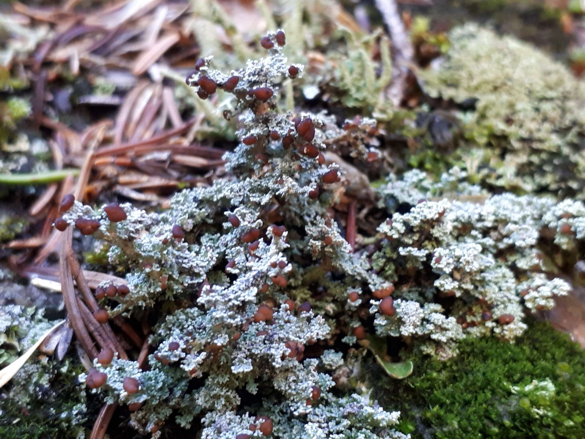 Stereocaulon dactylophyllum Flörke的圖片