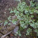 Слика од Cardamine amara subsp. amara