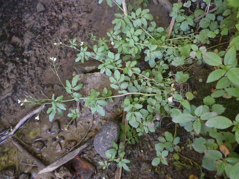 Image of Cardamine amara subsp. amara