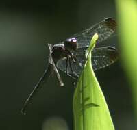 Image de Dasythemis venosa (Burmeister 1839)