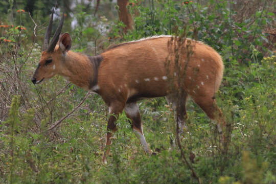 Image of Tragelaphus scriptus bor Heuglin 1877