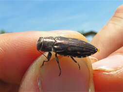 Image of Jewel beetle