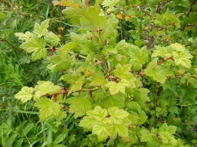 Imagem de Ribes uva-crispa L.