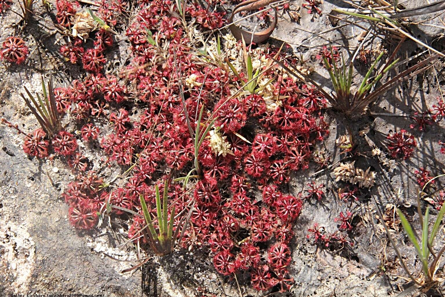 Image of Drosera kaieteurensis Brumm.-Ding.