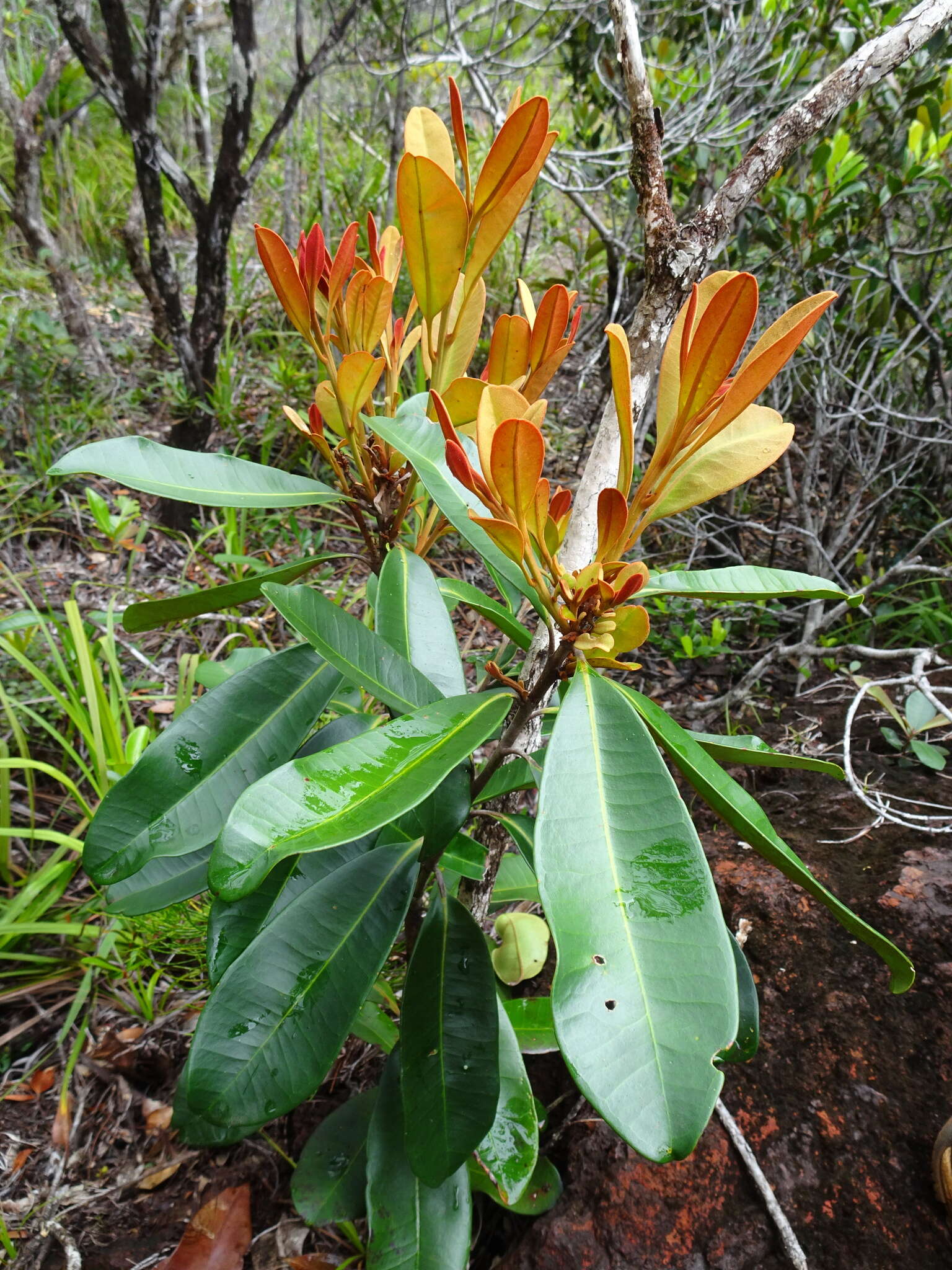 Sivun Metrosideros laurifolia Brongn. & Gris kuva