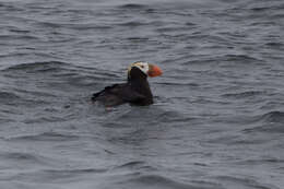 Image of Tufted Puffin